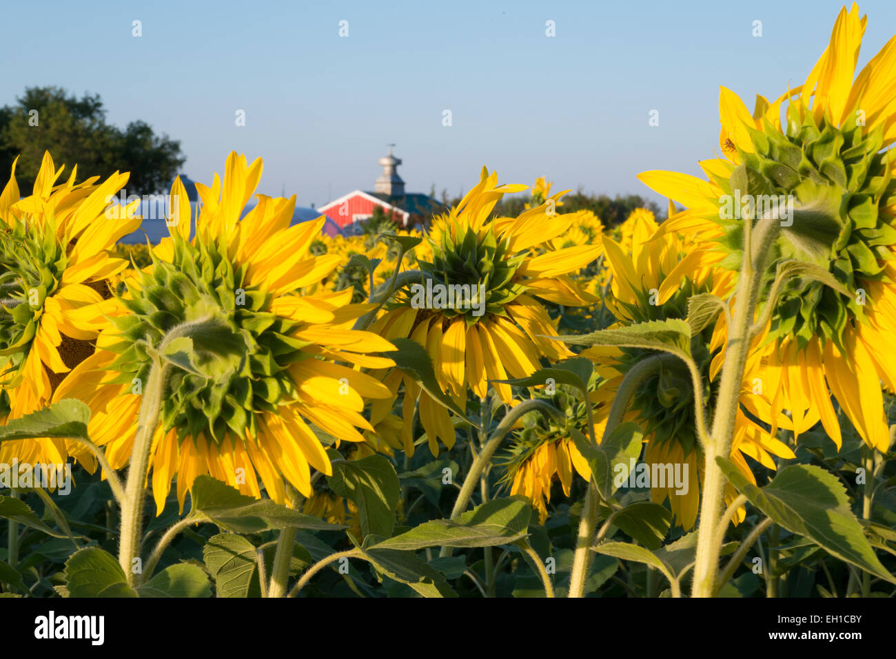 Campo di girasoli con granaio rosso in background. Minnesota. Stati Uniti d'America. Foto Stock