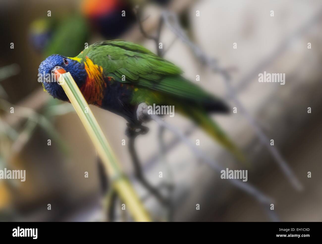 Lorikeet mangia il nettare da pianta Foto Stock