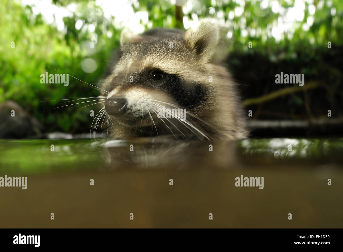[Captive] Raccoon (Procione lotor) | Waschbär (Procione lotor) Foto Stock