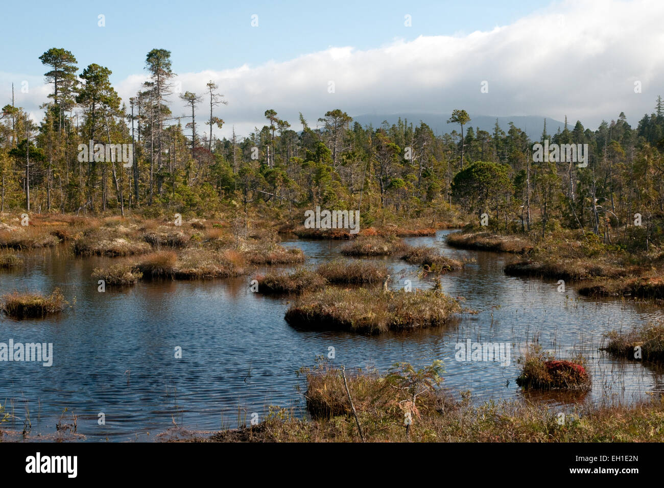 Un sphagnum torbiera foresta su Denny Island in British Columbia della grande foresta pluviale, Canada. Foto Stock