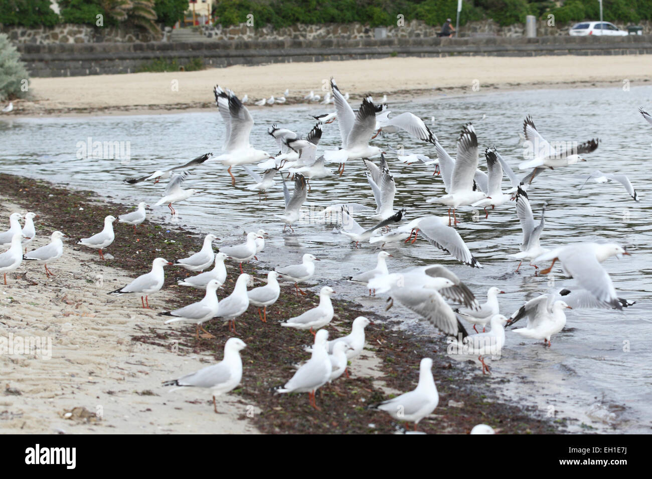 Flock of Seagulls vicino all'acqua presso la spiaggia di St Kilda Melbourne Foto Stock