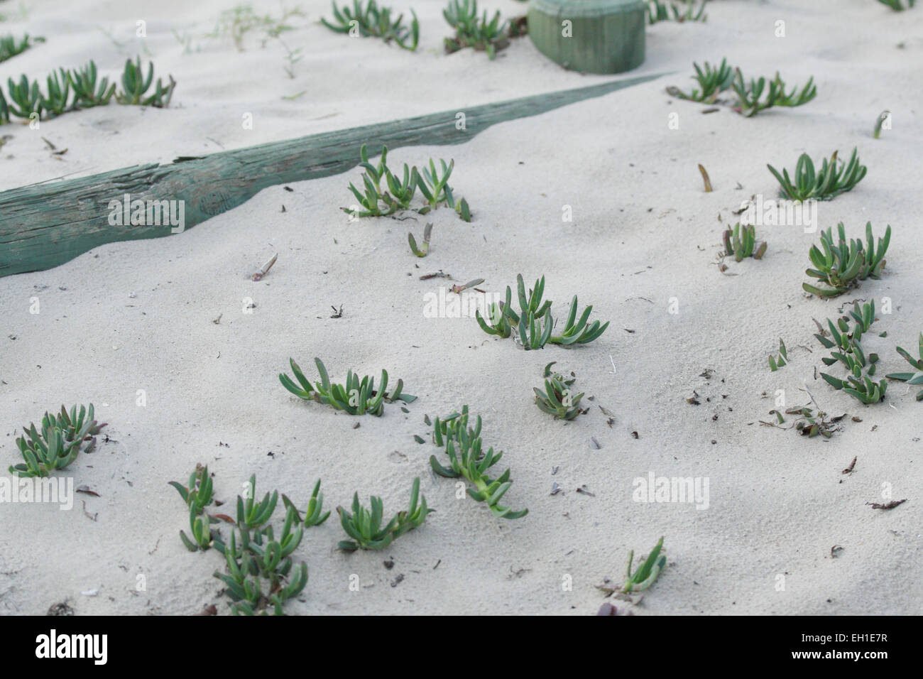 Le piante succulente faccia di Maiale crescente in sabbia vicino alla spiaggia Foto Stock
