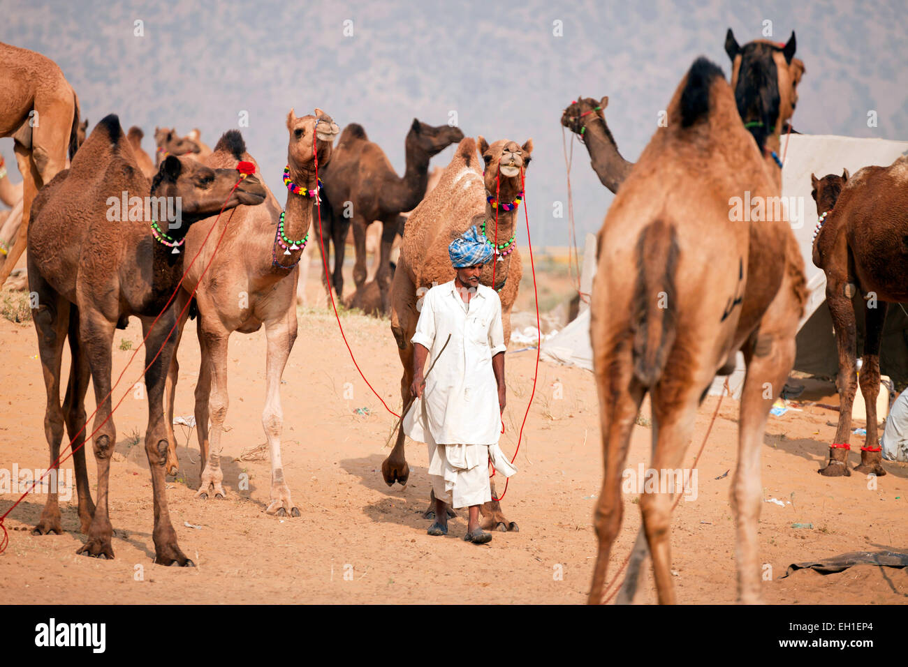 Gli uomini di Rajasthani con tipici costumi tradizionali e la loro cammello al camel fair Pushkar Fiera o Pushkar Mela, Pushkar, India Foto Stock