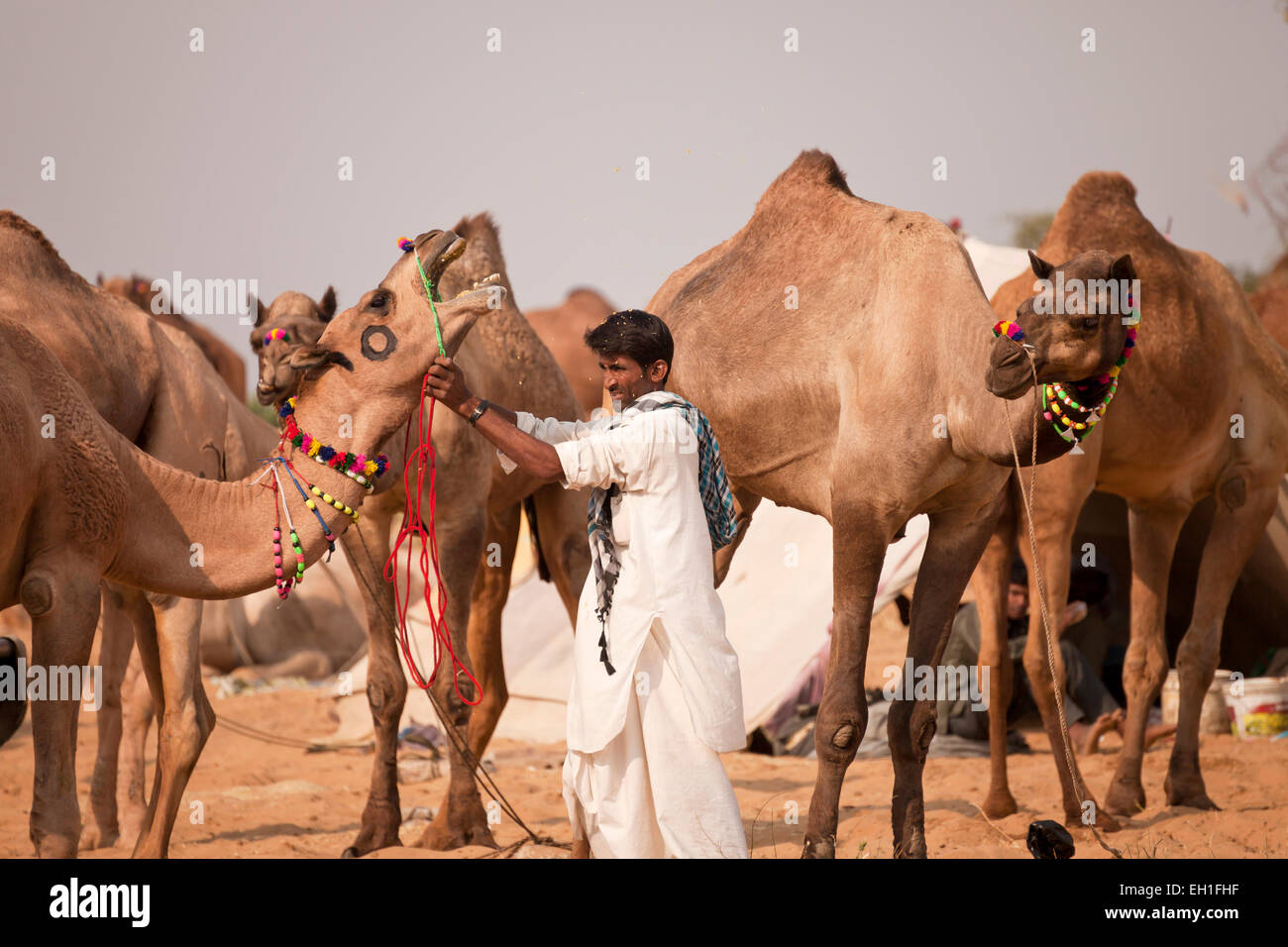 Cammello e fiera del bestiame Pushkar Fiera o Pushkar Mela, Pushkar, Rajasthan, India, Asia Foto Stock