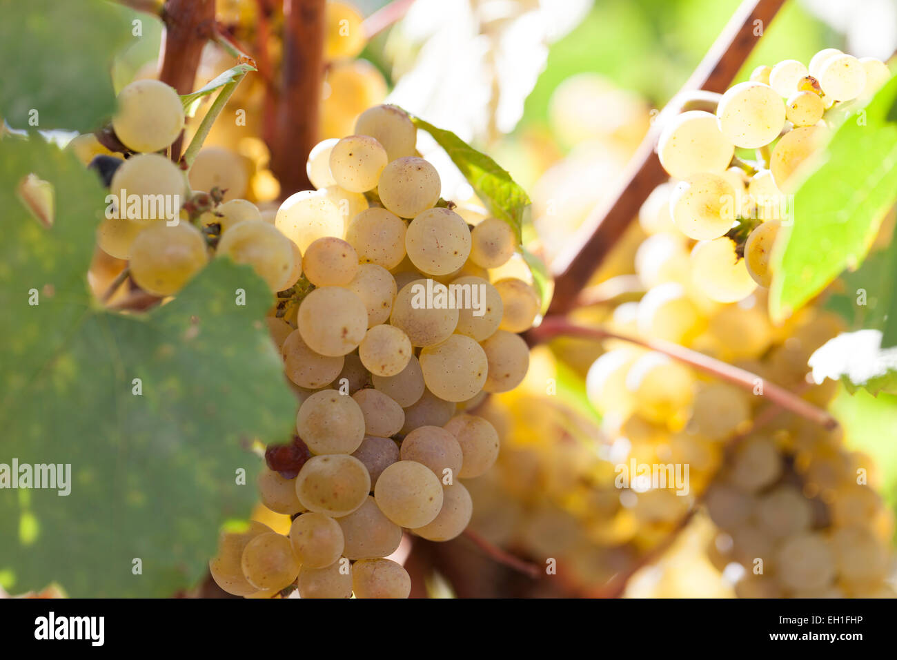 Uve : Chardonnay. Borgona Francia. Foto Stock