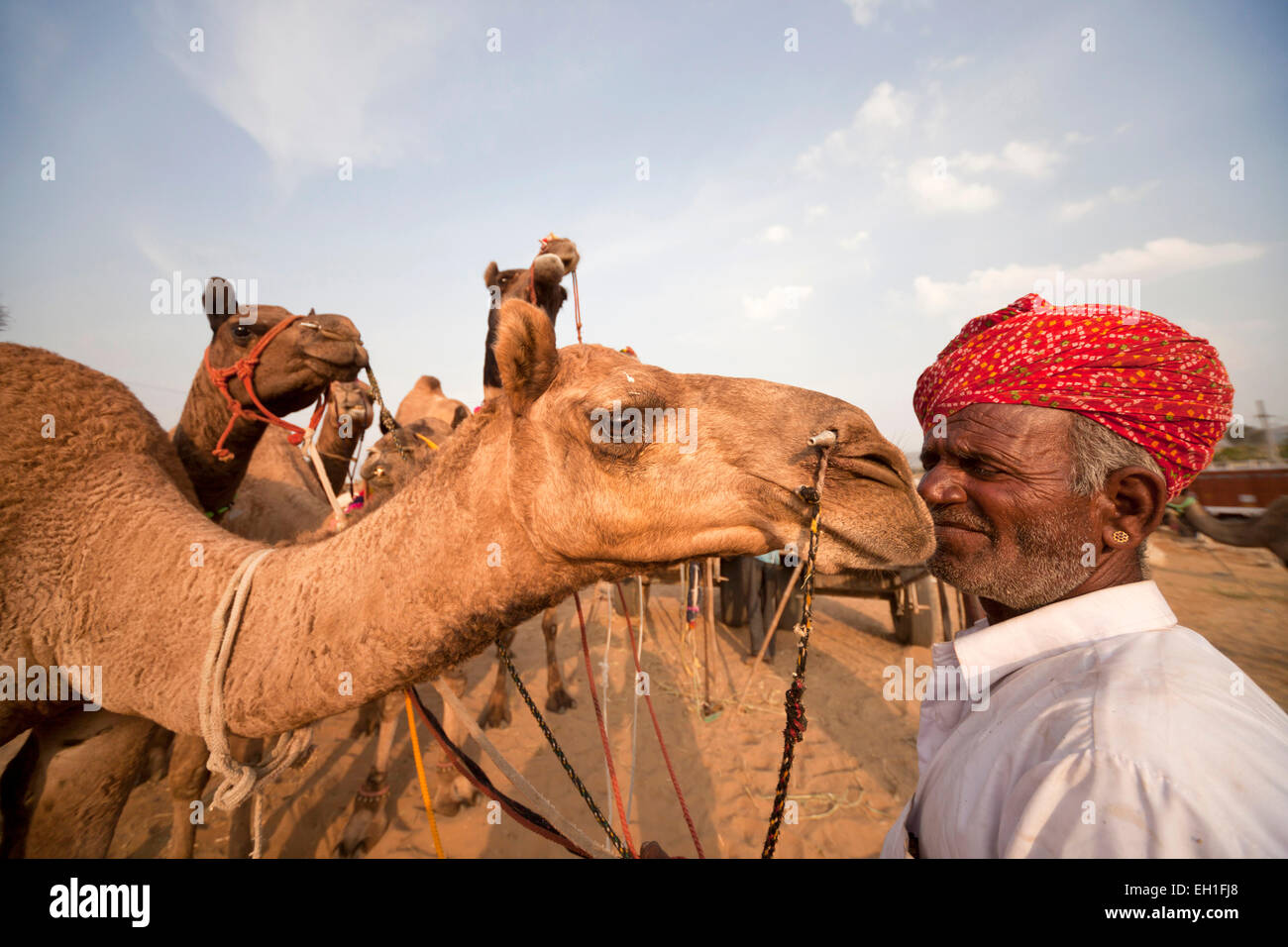 Uomo di Rajasthani con tipici costumi tradizionali e i suoi cammelli al camel e fiera del bestiame Pushkar Mela, Pushkar, India Foto Stock