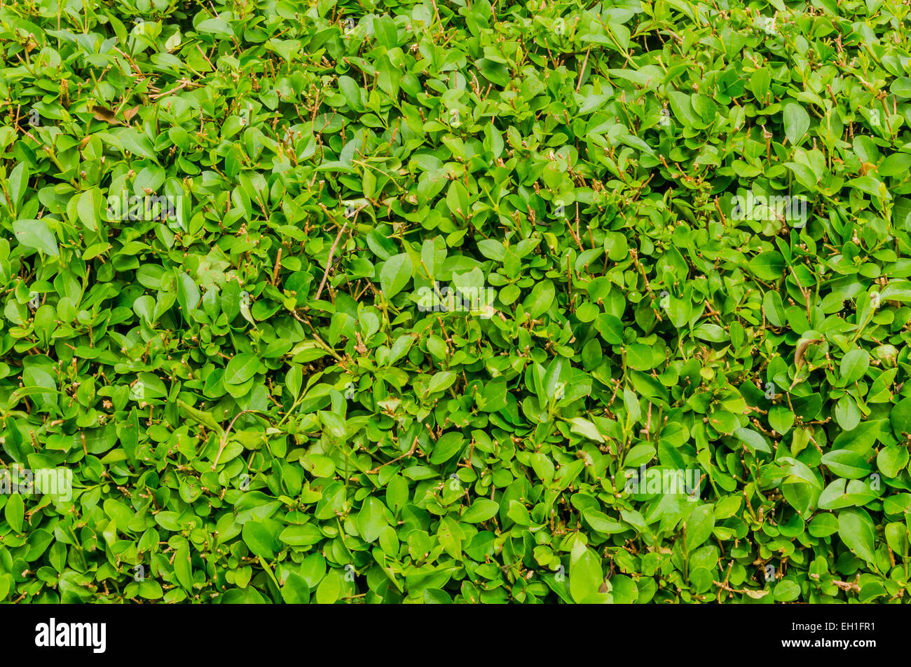 Copertura dell'evergreen ligustro Foto Stock
