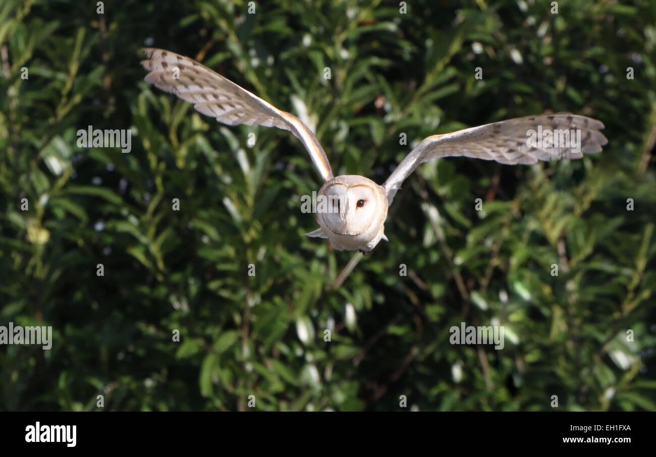 Eurasian Barbagianni (Tyto alba) in volo Foto Stock