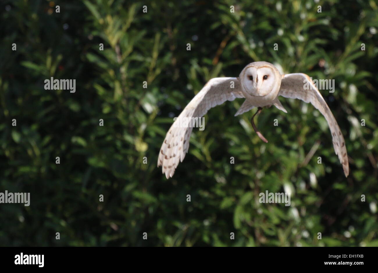 Eurasian Barbagianni (Tyto alba) in volo, captive bird durante uno spettacolo Bird (cinghie visibile) Foto Stock