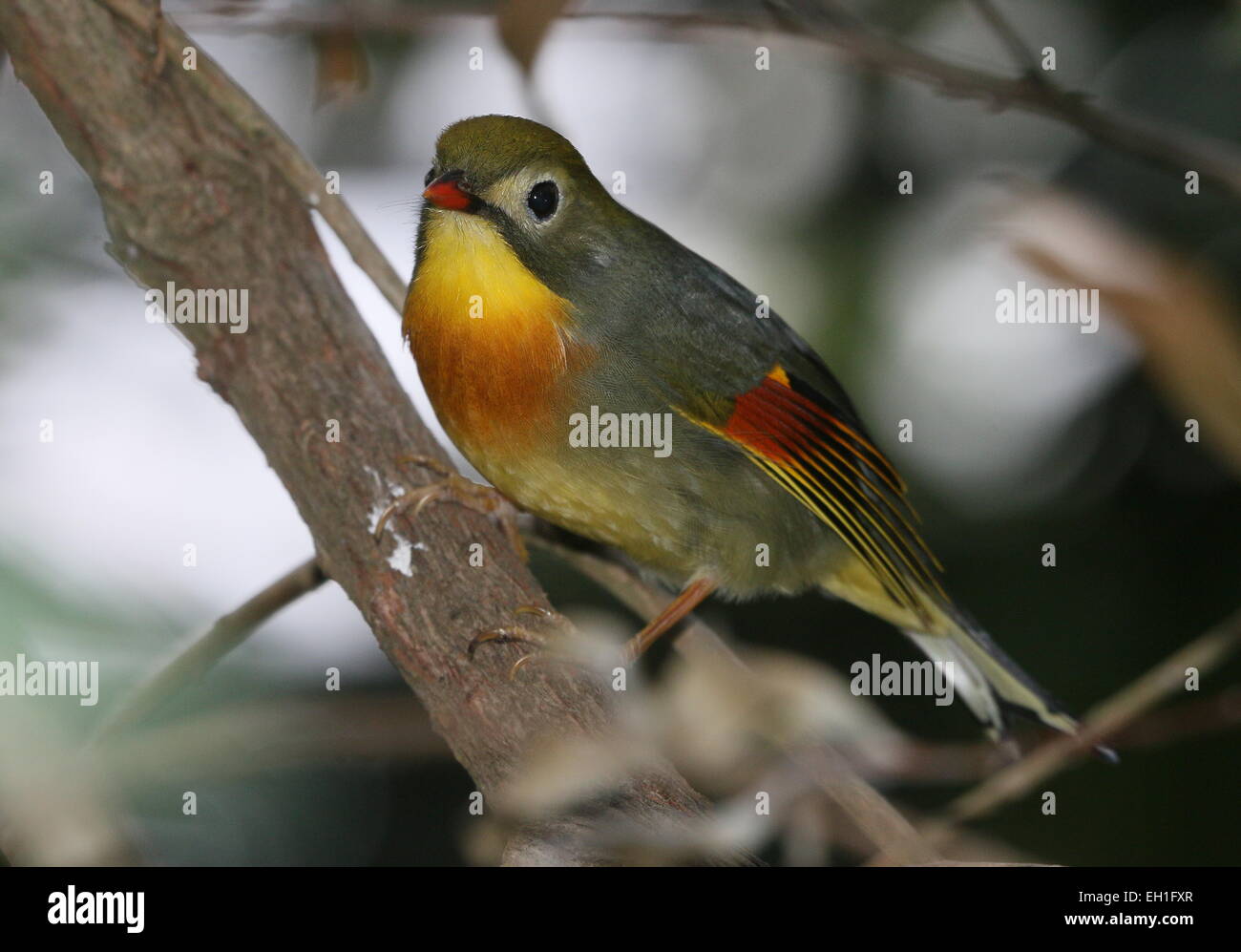 Asian rosso-fatturati Leiothrix o Pekin Nightingale (Leiothrix lutea). A.k.a. Pechino (hill) robin o usignolo giapponese. Foto Stock
