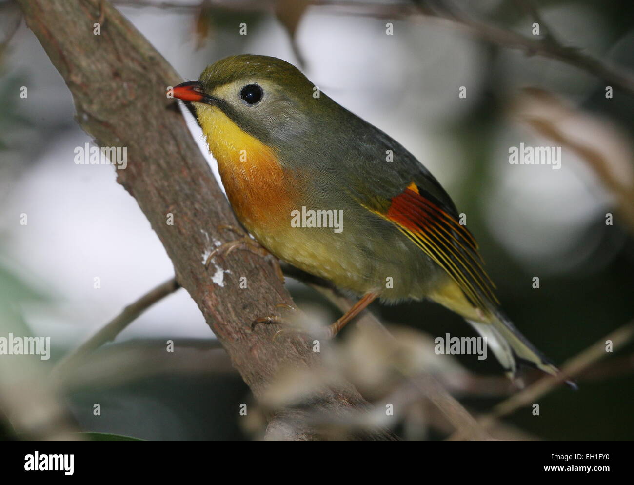 Asian rosso-fatturati Leiothrix o Pekin Nightingale (Leiothrix lutea). A.k.a. Pechino (hill) robin o usignolo giapponese. Foto Stock