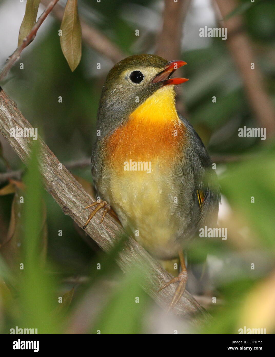 Asian rosso-fatturati Leiothrix o Pekin Nightingale (Leiothrix lutea). A.k.a. Pechino (hill) robin o usignolo giapponese. Foto Stock