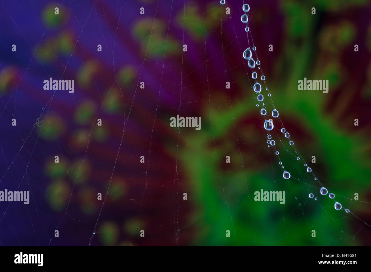 Un minuscolo ragno in una ragnatela con gocce di rugiada. Foto Stock