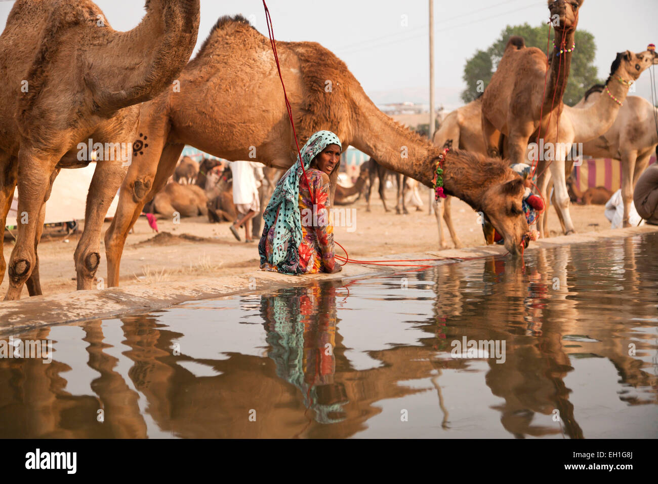 Cammelli in corrispondenza di un punto di irrigazione al camel e fiera del bestiame Pushkar Fiera o Pushkar Mela, Pushkar, Rajasthan, India, Asia Foto Stock