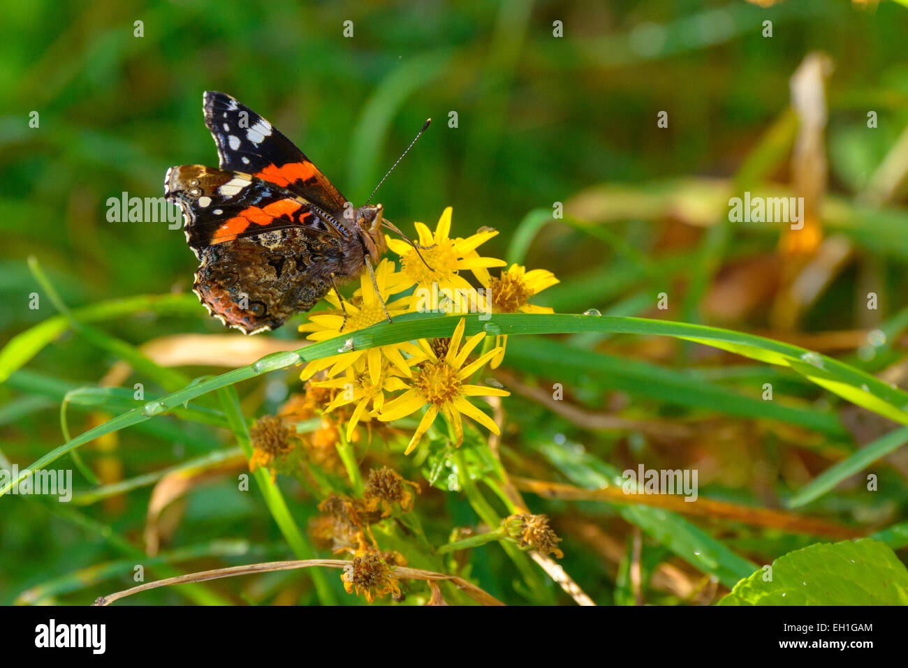 Vista laterale di un gruppo di alimentazione rosso Admiral butterfly (Vanessa Atalanta) Foto Stock