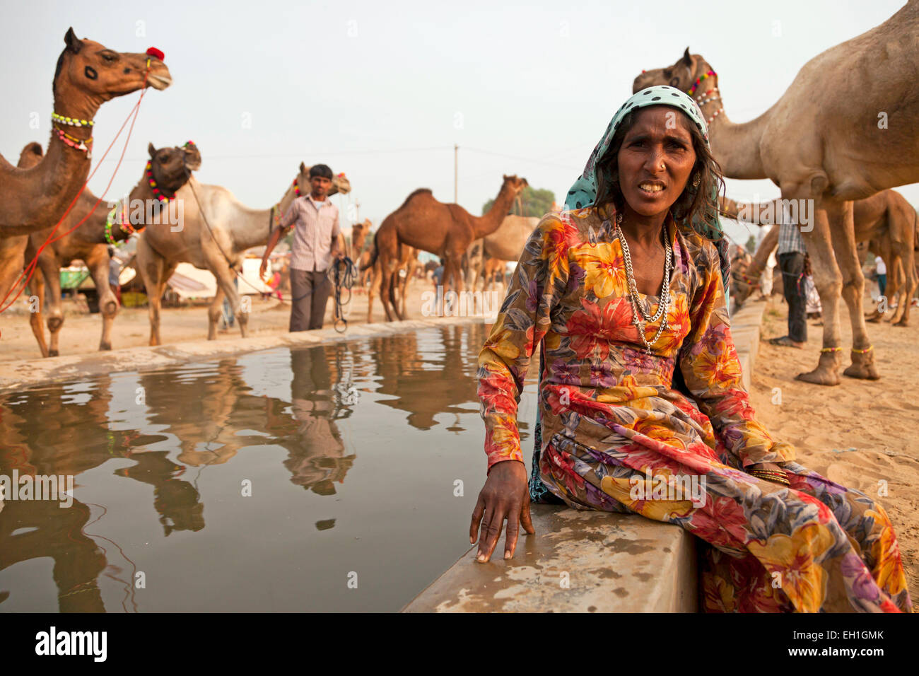 Donna indiana e cammelli in corrispondenza di un punto di irrigazione al camel e fiera del bestiame Pushkar Fiera o Pushkar Mela, Pushkar, Rajasthan, in Foto Stock