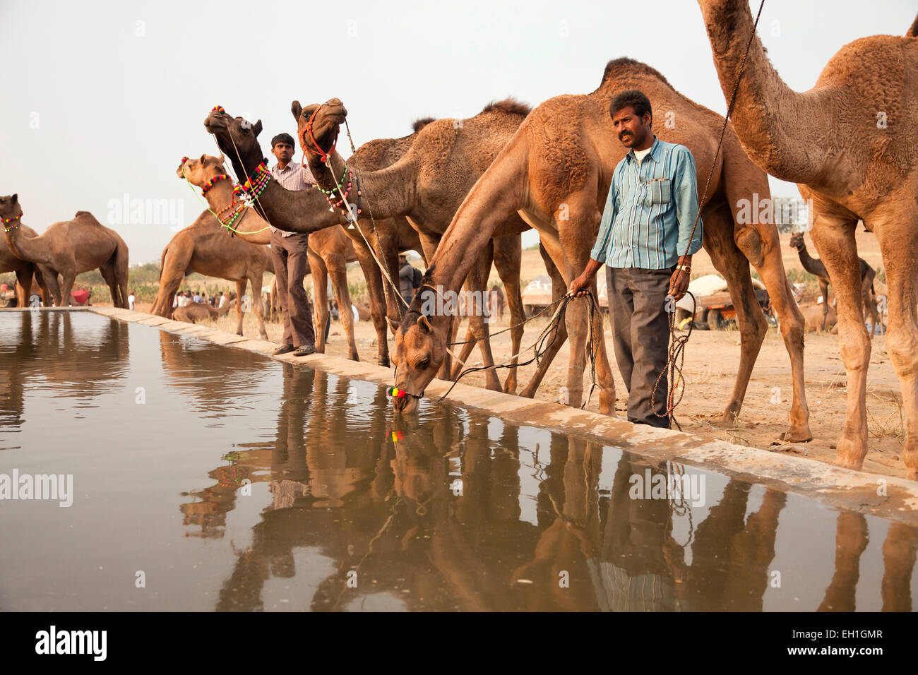 Cammelli in corrispondenza di un punto di irrigazione al camel e fiera del bestiame Pushkar Fiera o Pushkar Mela, Pushkar, Rajasthan, India, Asia Foto Stock