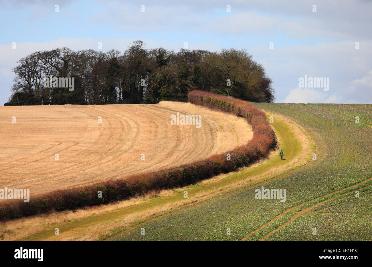 Il Peddar il modo della distanza lungo il percorso nei pressi di Fring in Norfolk con uomo a camminare. Foto Stock