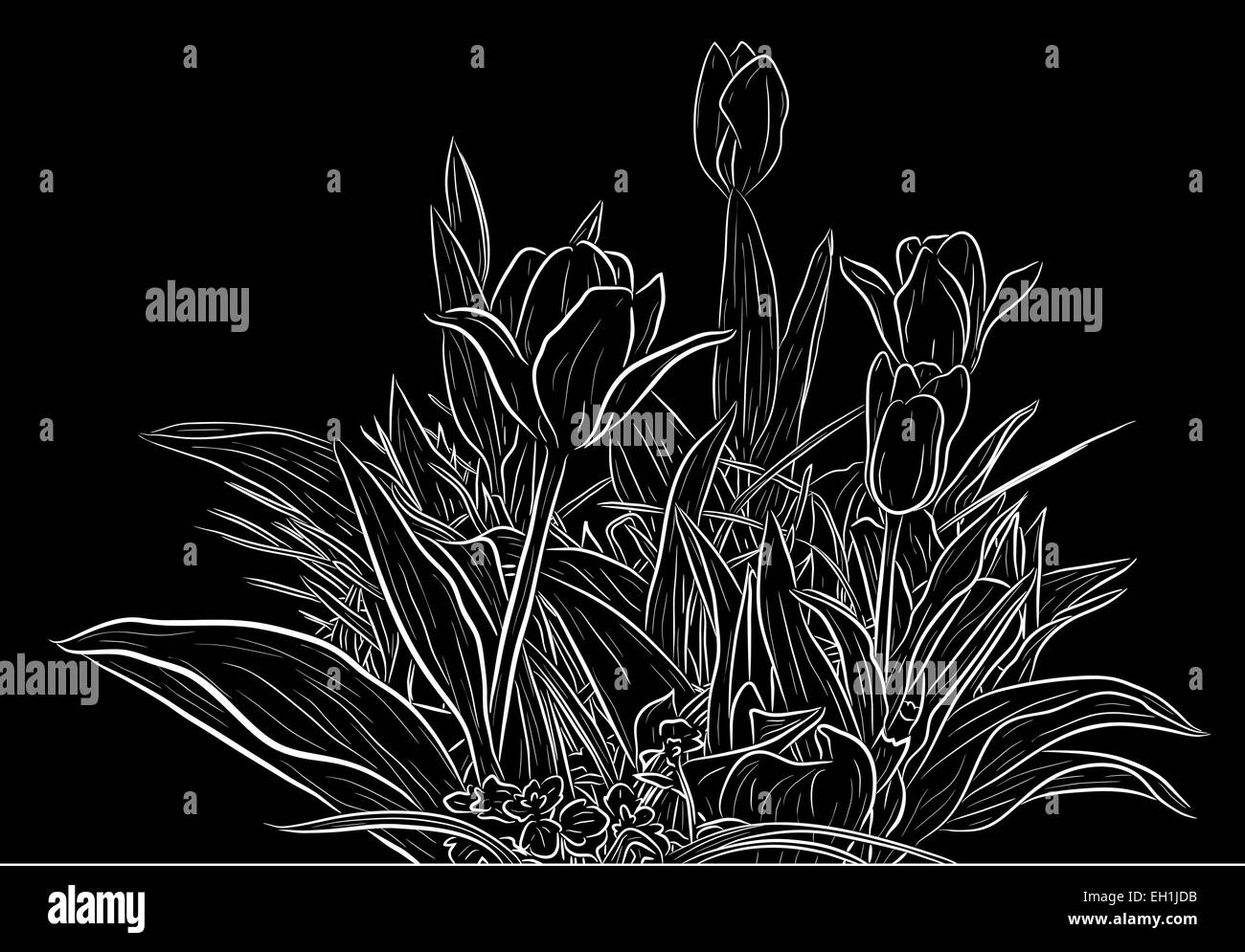 Vettoriale modificabile illustrazione schizzo di tulip piante Illustrazione Vettoriale