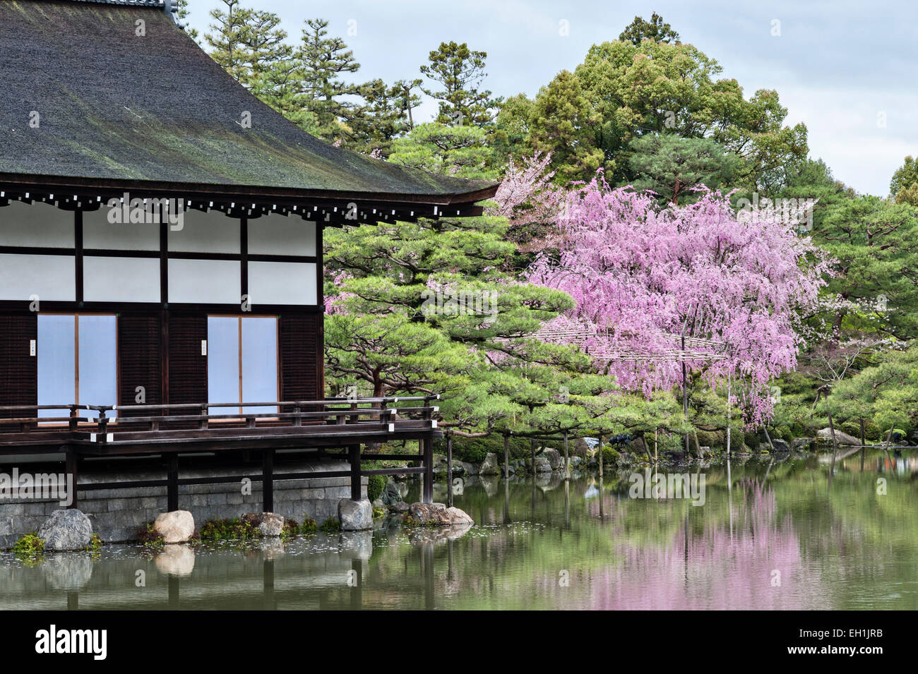 Fiori di ciliegio in primavera nei 19c giardini del Santuario Heian (Heian Jingu). L'albero sullo sfondo è stato potato per assomigliare al Monte Fuji Foto Stock