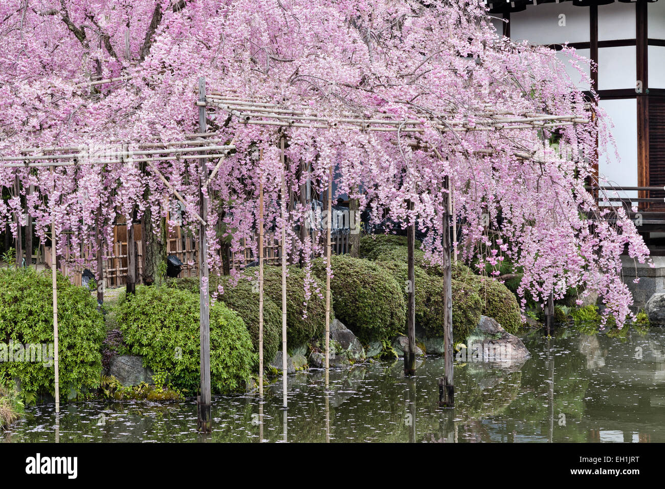 I ciliegi fioriscono in primavera nei 19c giardini del Santuario Heian (Heian Jingu), un tempio shintoista a Kyoto, in Giappone Foto Stock