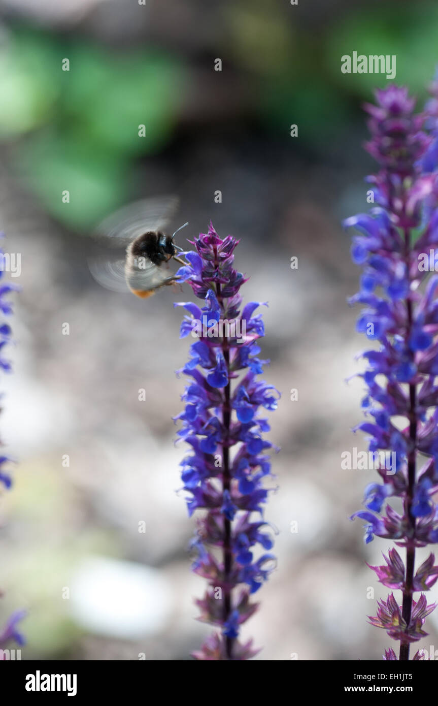 Flying bumblebee sul fiore di lupino. Foto Stock