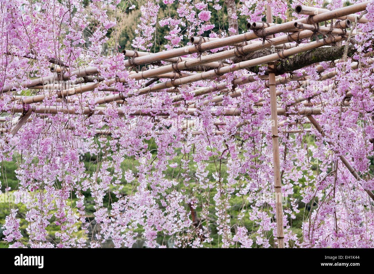 I ciliegi fioriscono in primavera nei 19c giardini del Santuario Heian (Heian Jingu), un tempio shintoista a Kyoto, in Giappone Foto Stock