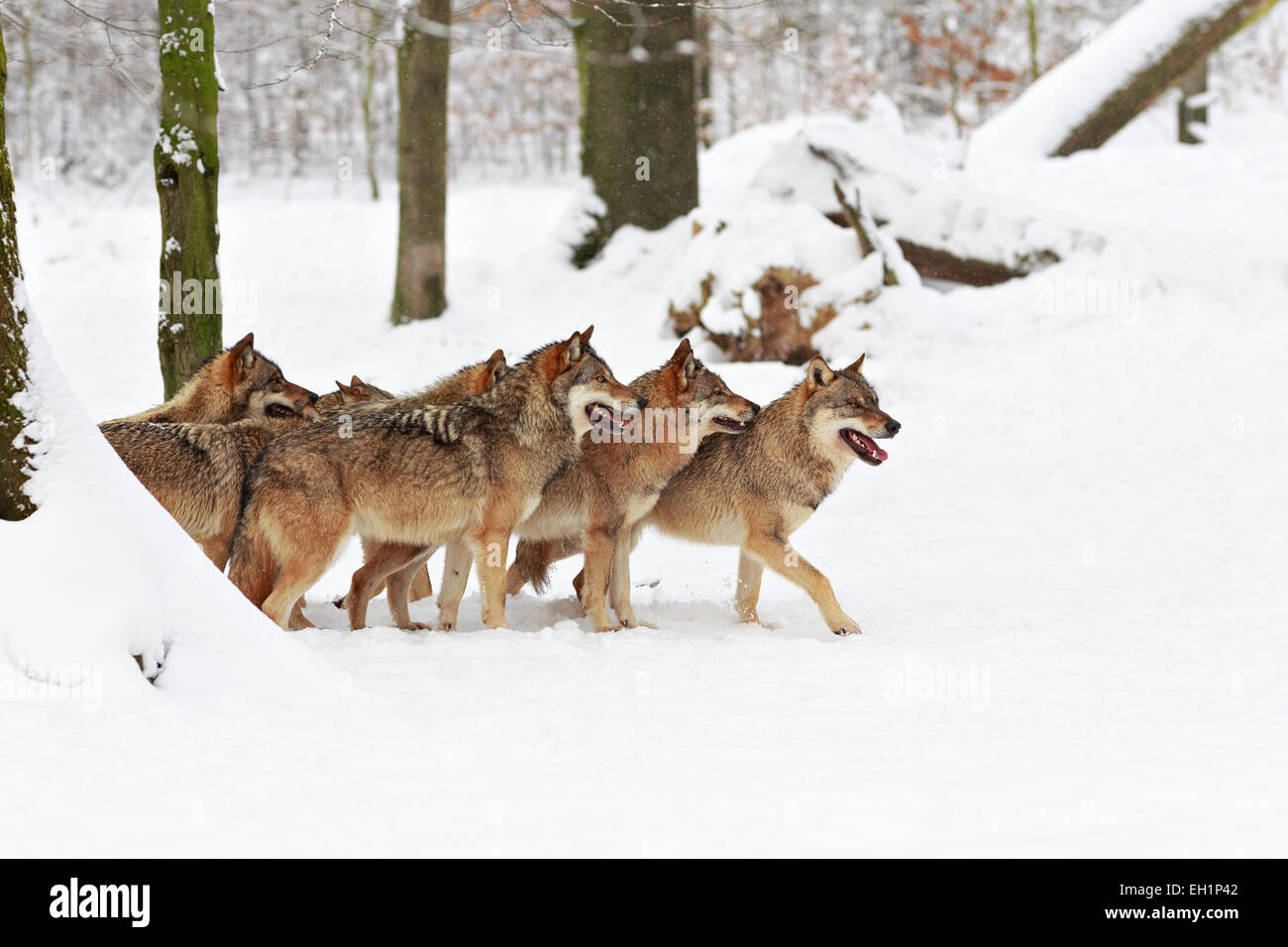 Il Lupo (Canis lupus) nella neve, wolf pack, Neuhaus wildlife park, Neuhaus Solling im, Bassa Sassonia, Germania Foto Stock