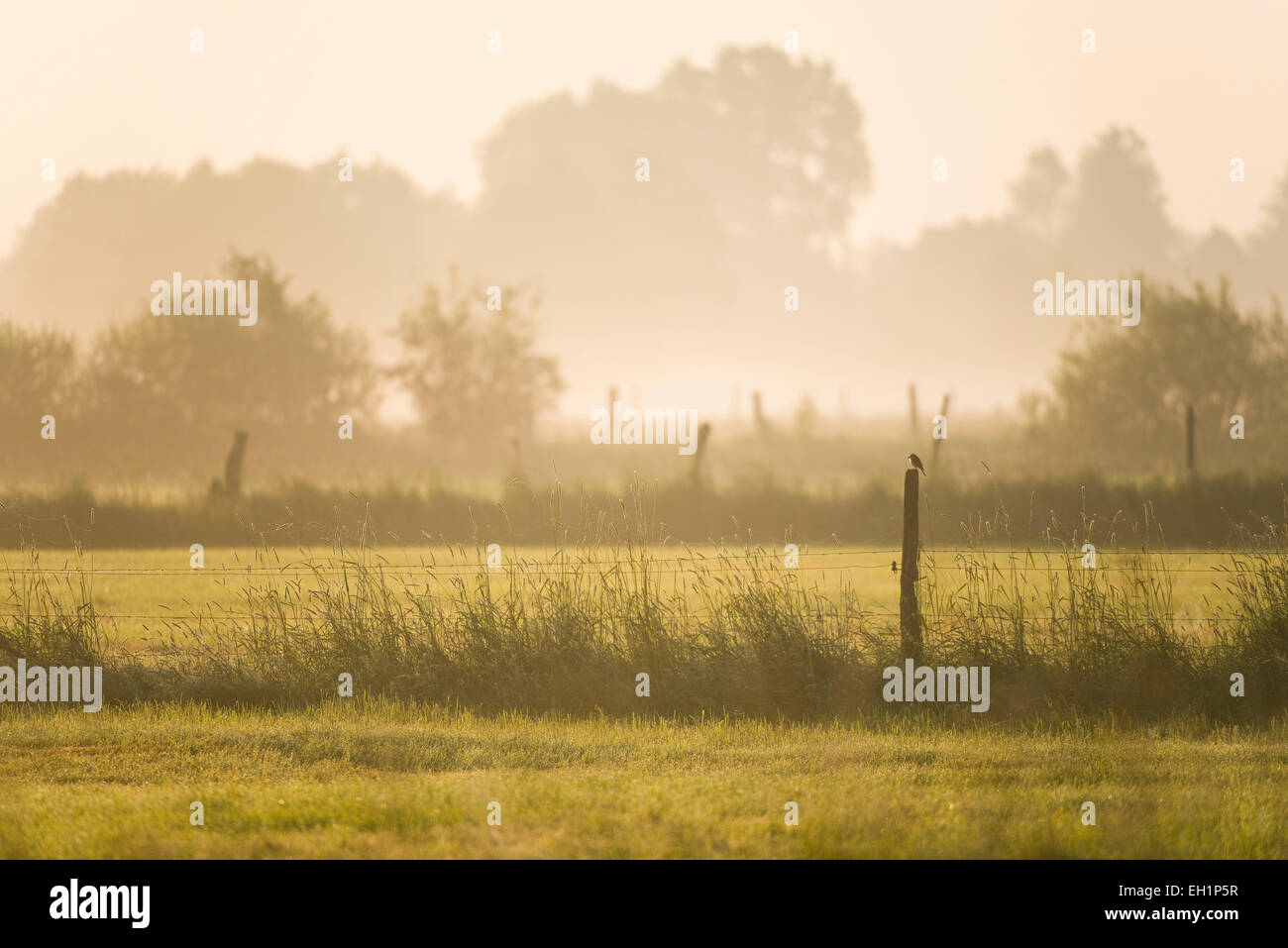 Prati nelle prime ore del mattino, Barnbruch riserva naturale vicino a Wolfsburg, Bassa Sassonia, Germania Foto Stock