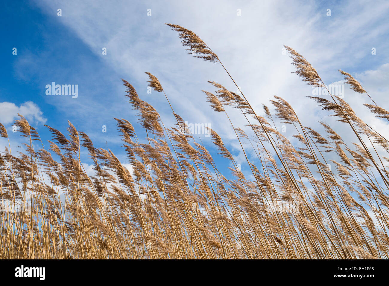 Canna di palude (Phragmites australis, Phragmites communis) contro un cielo blu con nuvole cirrostratus, Heerter vedere la Riserva Naturale Foto Stock