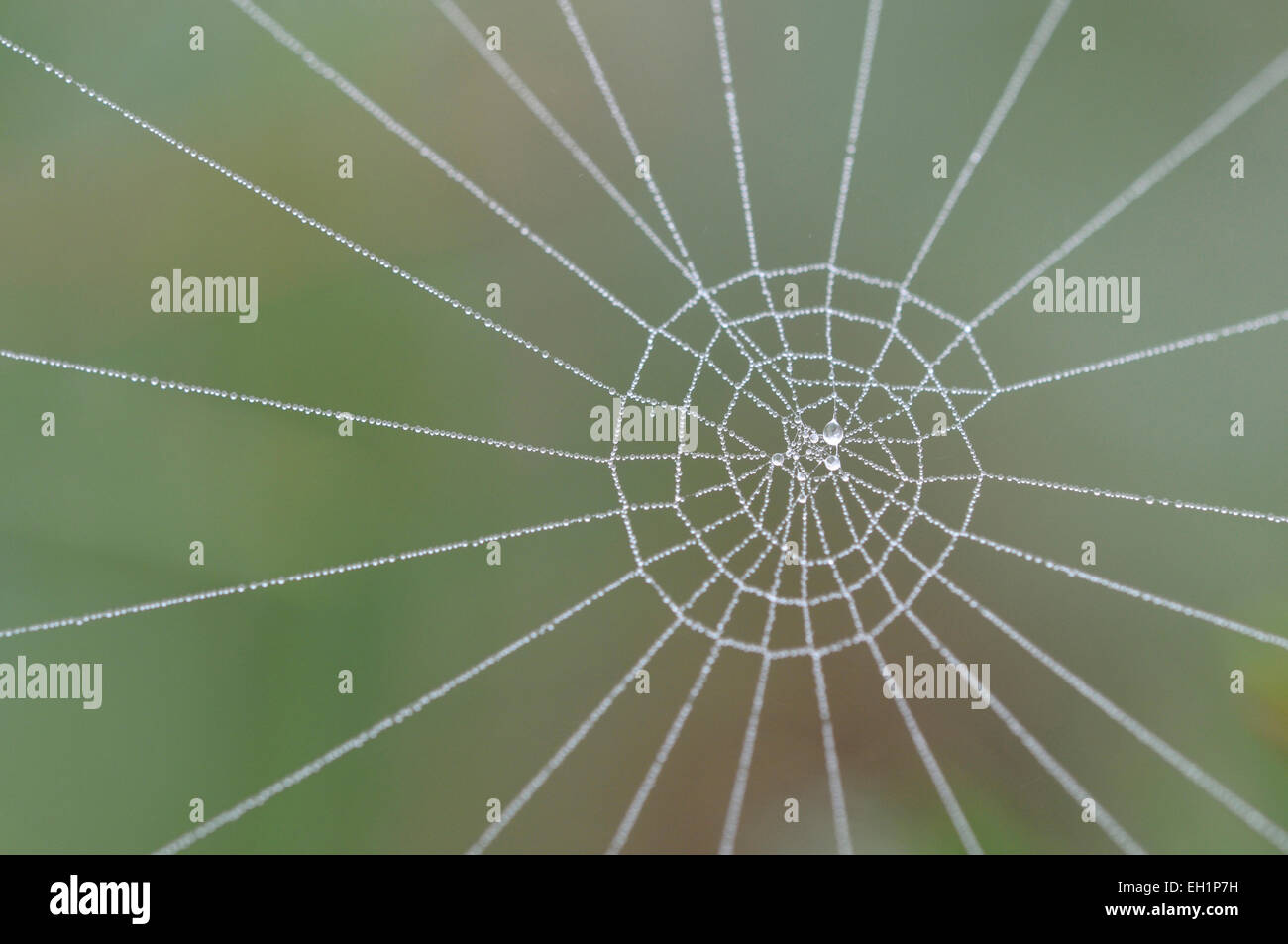 Spider Web con gocce di rugiada, Nord Reno-Westfalia, Germania Foto Stock