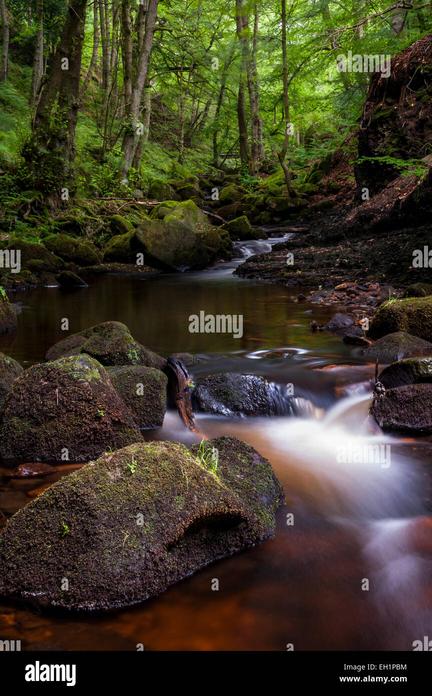 Estate in Padley Gorge vicino Grindleford nel Peak District, Derbyshire, verde sopra il torrente. Foto Stock