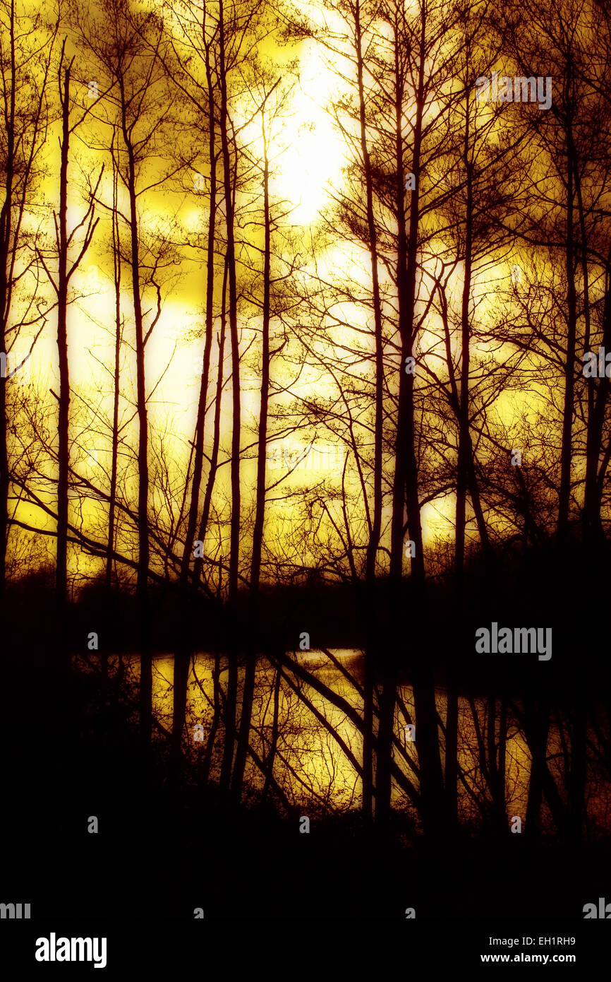 Tramonto attraverso gli alberi a Bodenham laghi in Herefordshire. Foto Stock