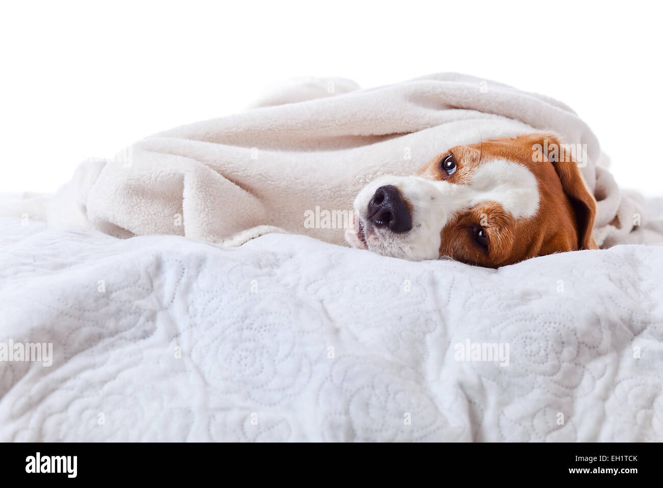 Molto malato cane sotto una coperta, isolato su bianco Foto Stock