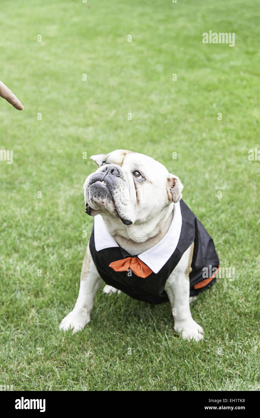 Bulldog inglese tuxedo, dettaglio di un cane di indossare tuta e il filtro  bow tie, animali divertenti Foto stock - Alamy