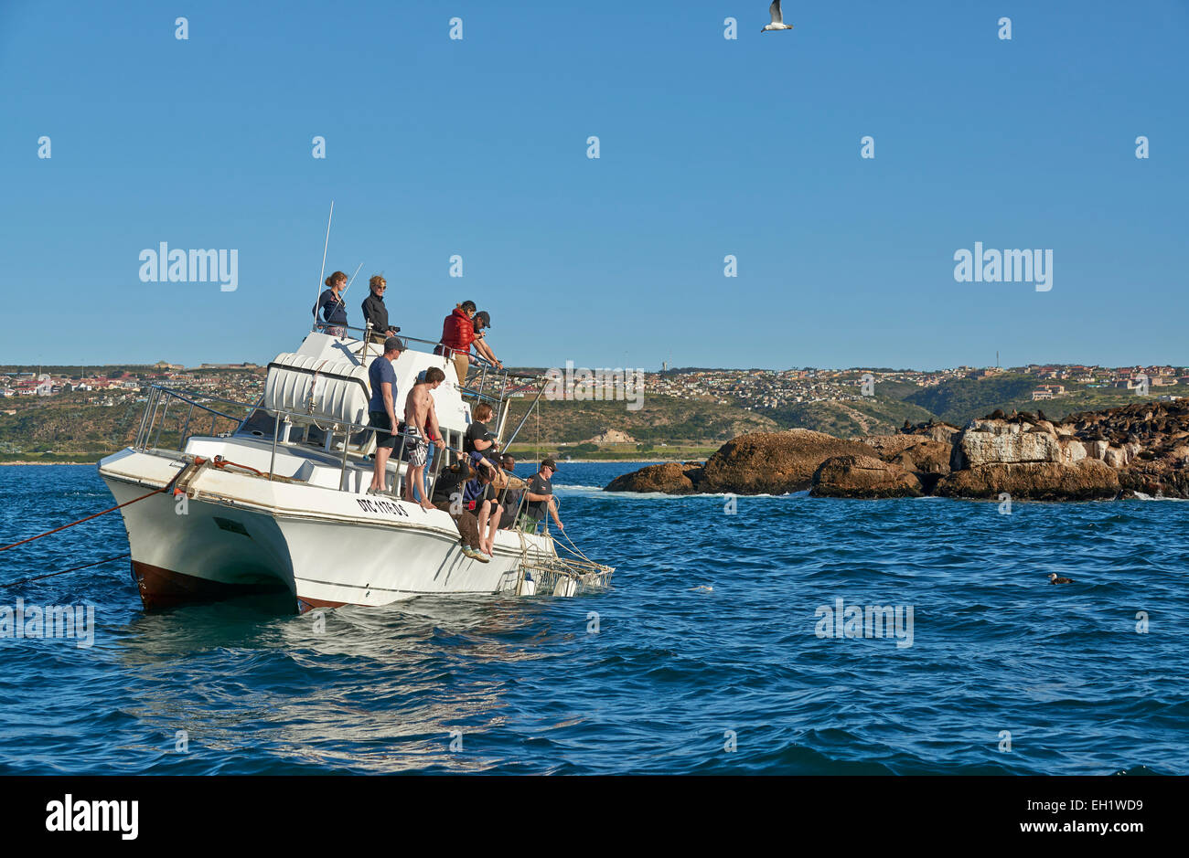 Gabbia barca immersioni con i turisti in attesa del grande squalo bianco ,Mossel Bay Western Cape, Sud Africa Foto Stock