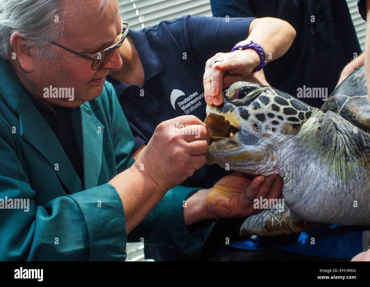 Stralsund, Germania. Mar 5, 2015. Vet Dieter Goebel (M) e custodi del giardino zoologico di esaminare un 33-anno-vecchio tartaruga verde (lat. Chelonia Mydas) nel Meeresmuseum a Stralsund, Germania, 5 marzo 2015. I controlli sanitari comprendono il prelievo di campioni e un ampio mantello di manutenzione. Questo è uno dei cinque le tartarughe giganti residenti in Stralsund. Credito: dpa picture alliance/Alamy Live News Foto Stock