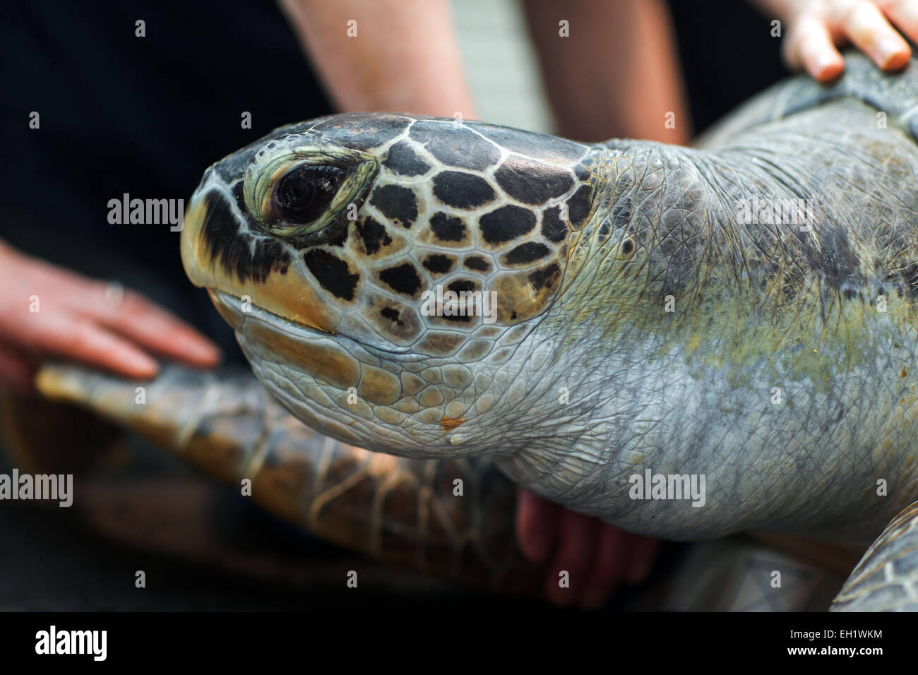 Stralsund, Germania. Mar 5, 2015. Un 33-anno-vecchio tartaruga verde (lat. Chelonia Mydas) all'annuale degli animali in esame il Meeresmuseum a Stralsund, Germania, 5 marzo 2015. I controlli sanitari comprendono il prelievo di campioni e un ampio mantello di manutenzione. Questo è uno dei cinque le tartarughe giganti residenti in Stralsund. Credito: dpa picture alliance/Alamy Live News Foto Stock