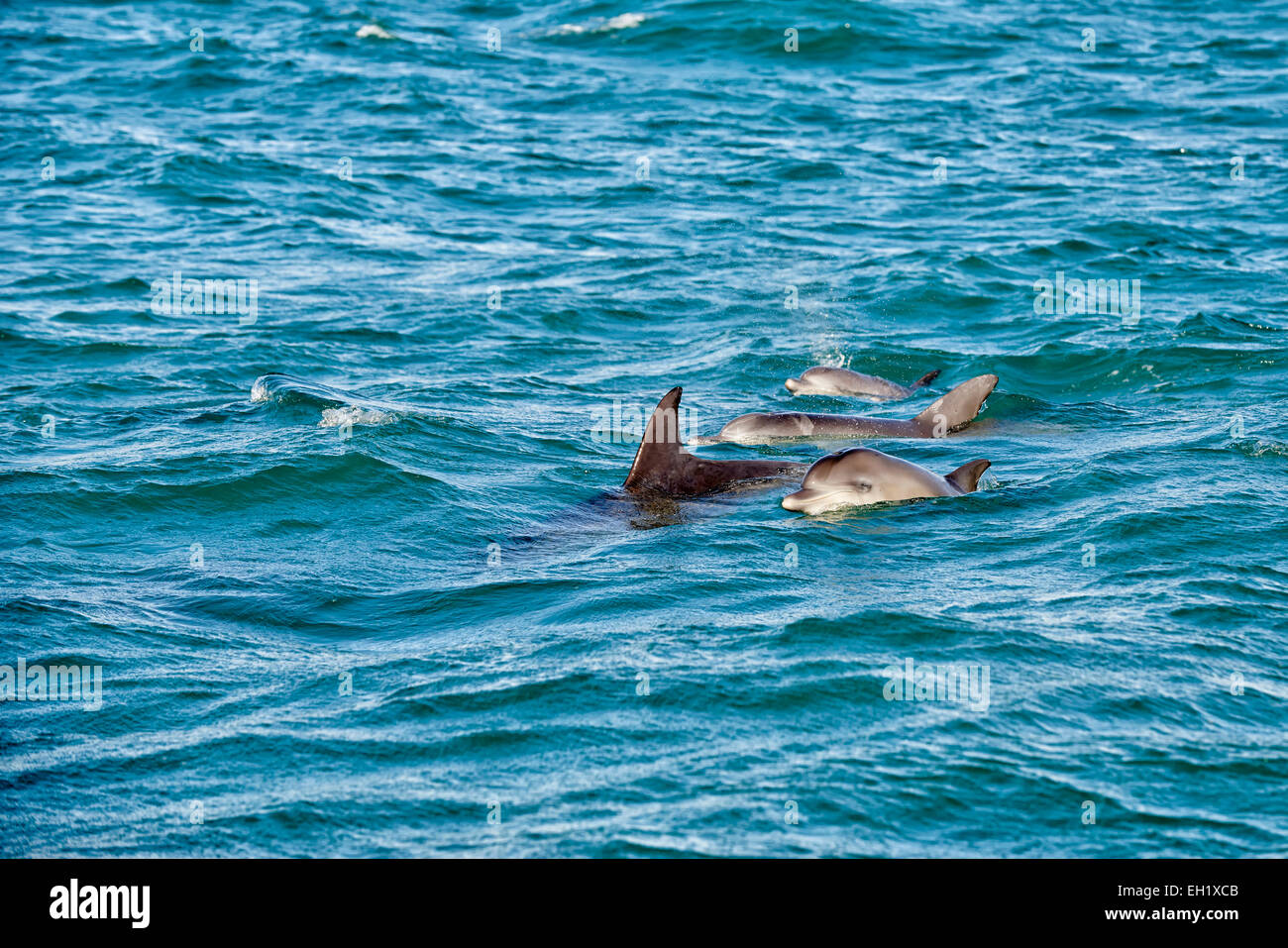 Allevamento di caccia tursiope (Tursiops truncatus), Capo orientale, Sud Africa Foto Stock