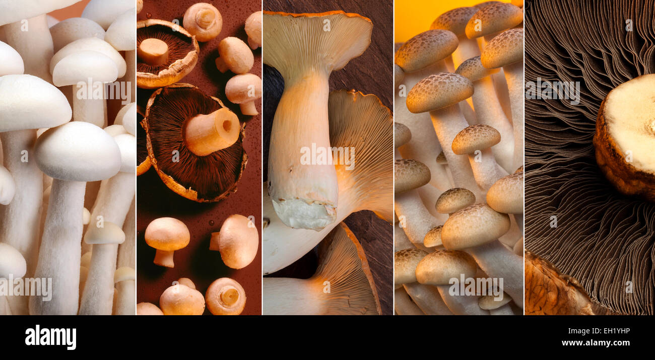 Una selezione di Funghi Selvatici - Enoki, Shiro Shimeji, Buna Shimeji, funghi prataioli, re Oyster e Portabello. Foto Stock