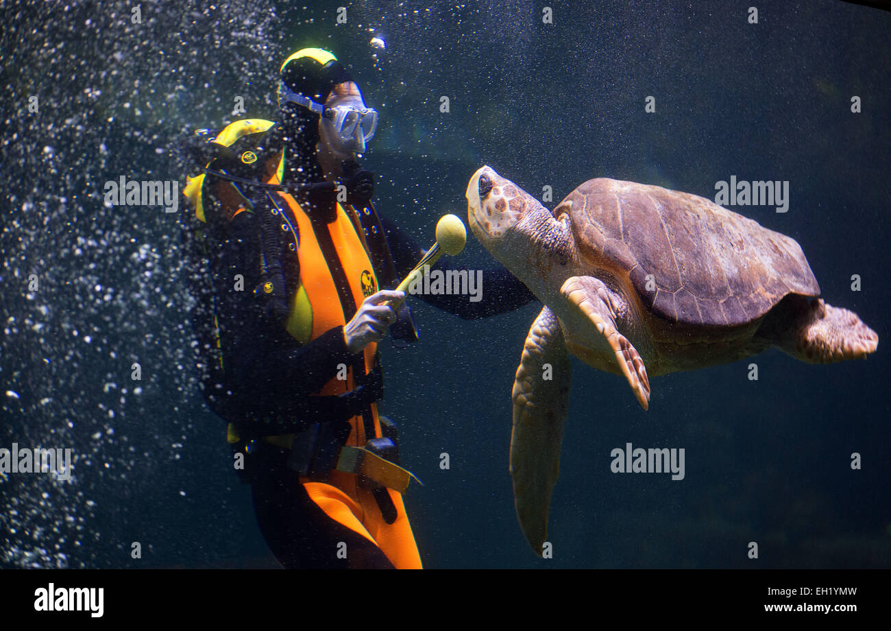 Stralsund, Germania. Mar 5, 2015. Un subacqueo lures una femmina di tartaruga caretta al bordo della piscina per l'annuale degli animali in esame il Meeresmuseum a Stralsund, Germania, 5 marzo 2015. I controlli sanitari comprendono il prelievo di campioni e un ampio mantello di manutenzione. Questo è uno dei cinque le tartarughe giganti residenti in Stralsund. Credito: dpa picture alliance/Alamy Live News Foto Stock