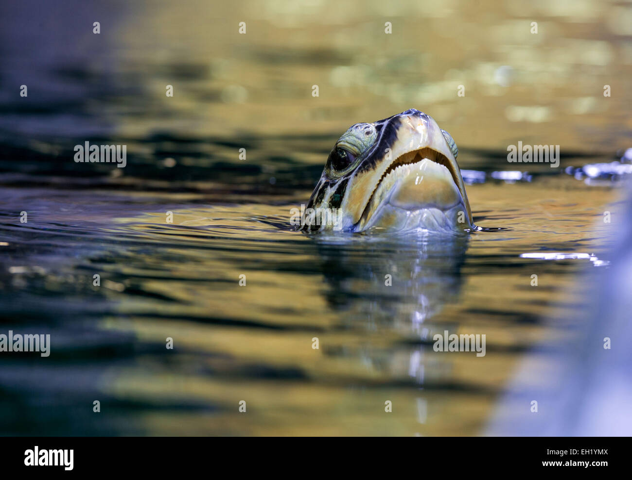 Stralsund, Germania. Mar 5, 2015. Una tartaruga verde (lat. Chelonia Mydas) si affaccia sulla piscina prima dell'annuale degli animali in esame il Meeresmuseum a Stralsund, Germania, 5 marzo 2015. I controlli sanitari comprendono il prelievo di campioni e un ampio mantello di manutenzione. Questo è uno dei cinque le tartarughe giganti residenti in Stralsund. Credito: dpa picture alliance/Alamy Live News Foto Stock