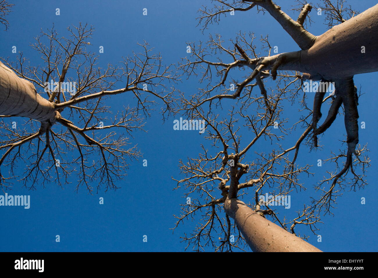 Baobab su sfondo blu. Madagascar. Foto Stock