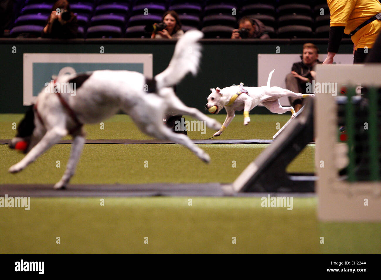 Birmingham, Regno Unito. 5 Marzo, 2015. Cani godendo di prendere parte al concorso Flyball al Crufts che è iniziato oggi a Birmingham, Regno Unito. Credito: Jon Freeman/Alamy Live News Foto Stock