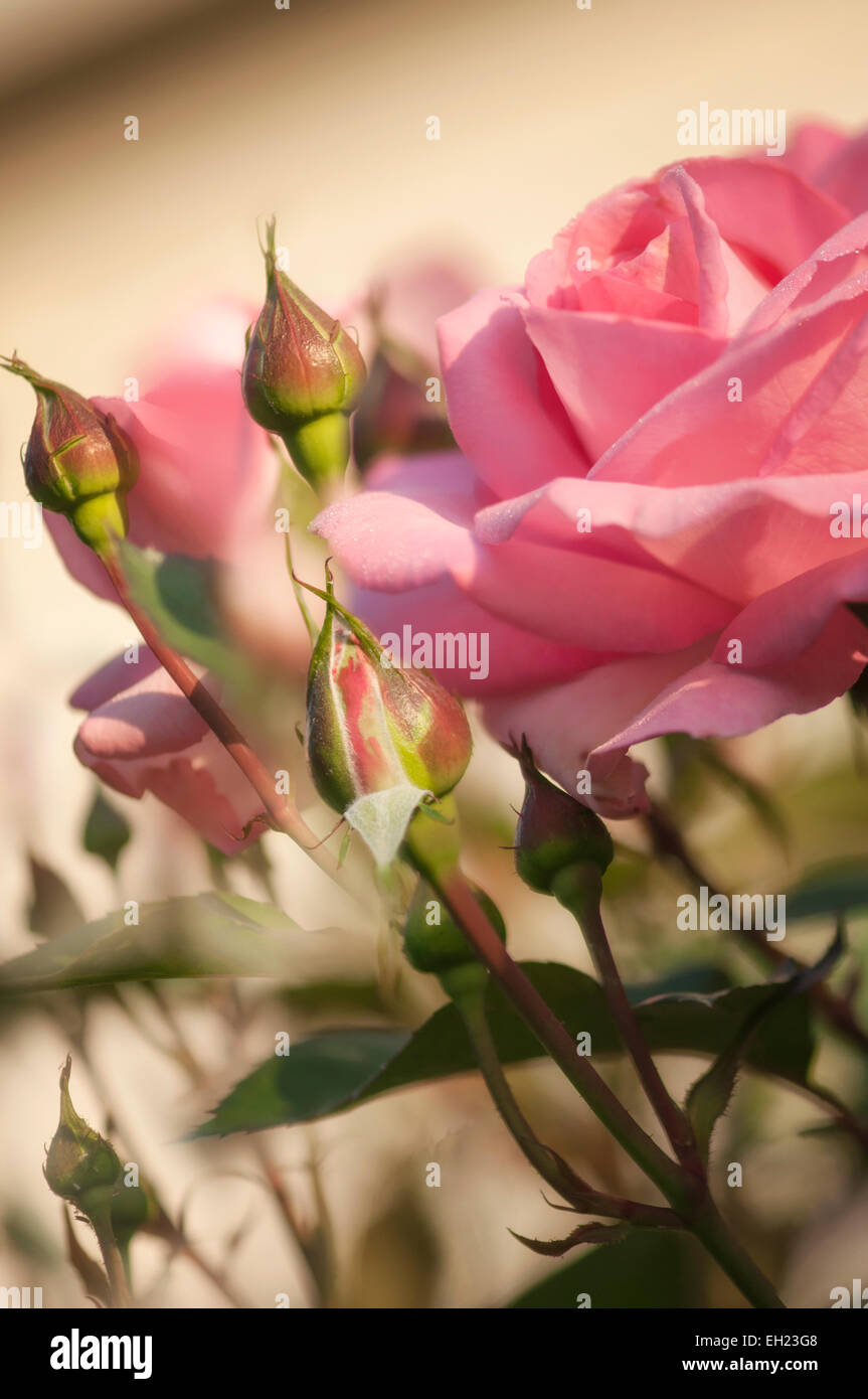 Ibrido rosa rosa tea, fioristi rose. Molto resistente alle malattie e vigorosa Foto Stock