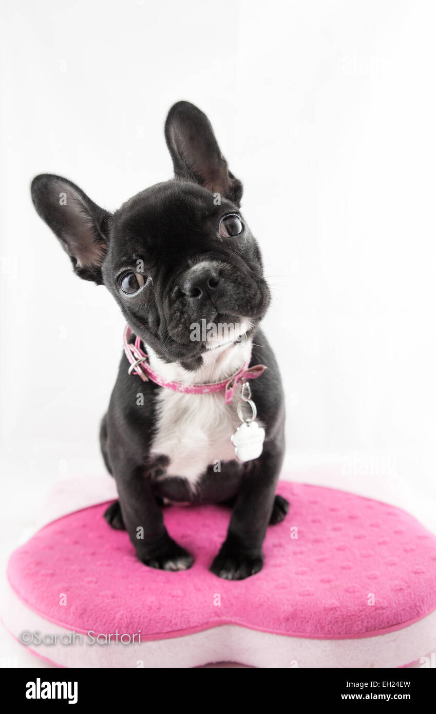 Carino bulldog francese cucciolo ubicazione nel cuore di un cuscino di forma Foto Stock