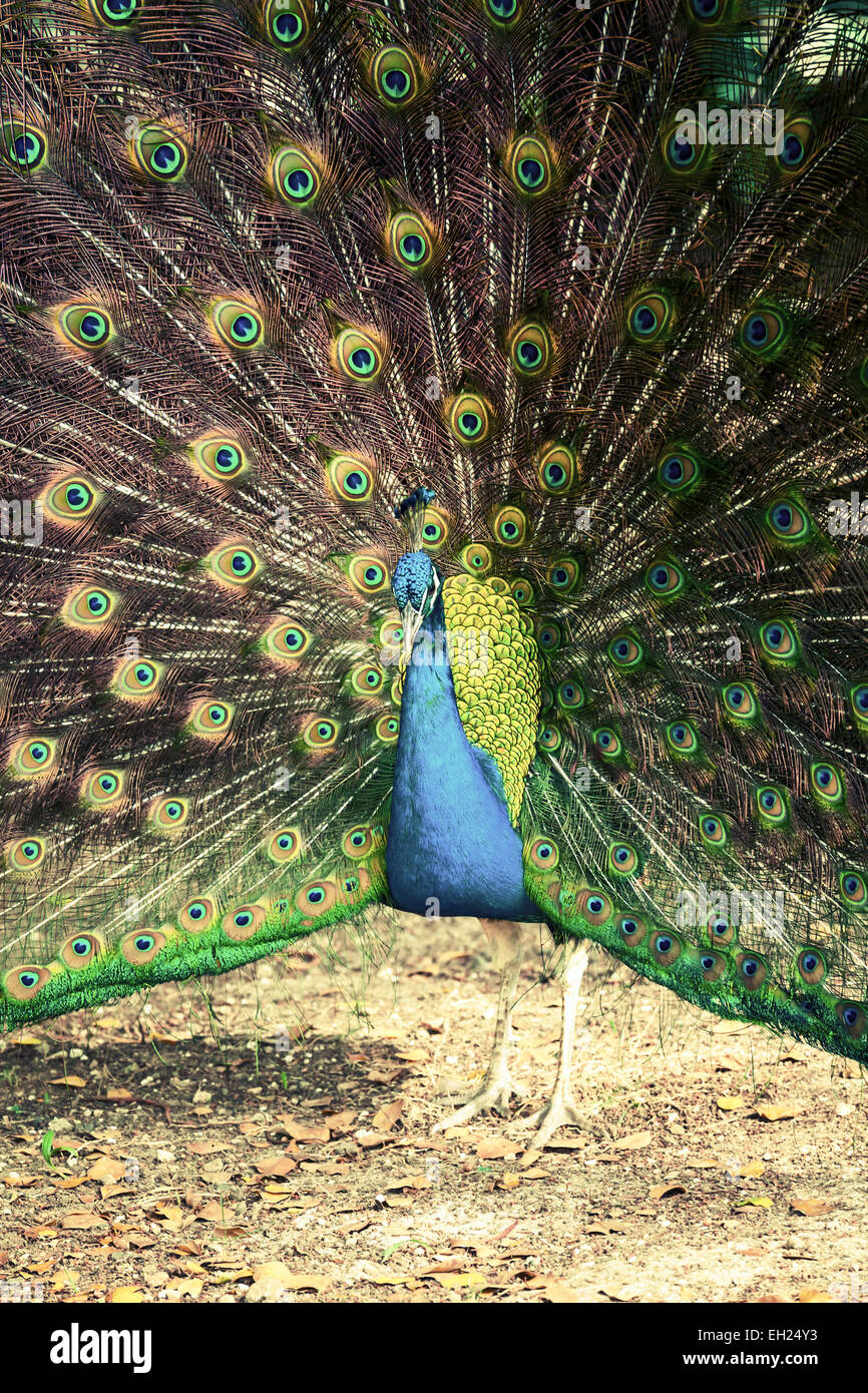 Wild peacock nella foresta tropicale con le piume, retrò filtro foto Foto Stock