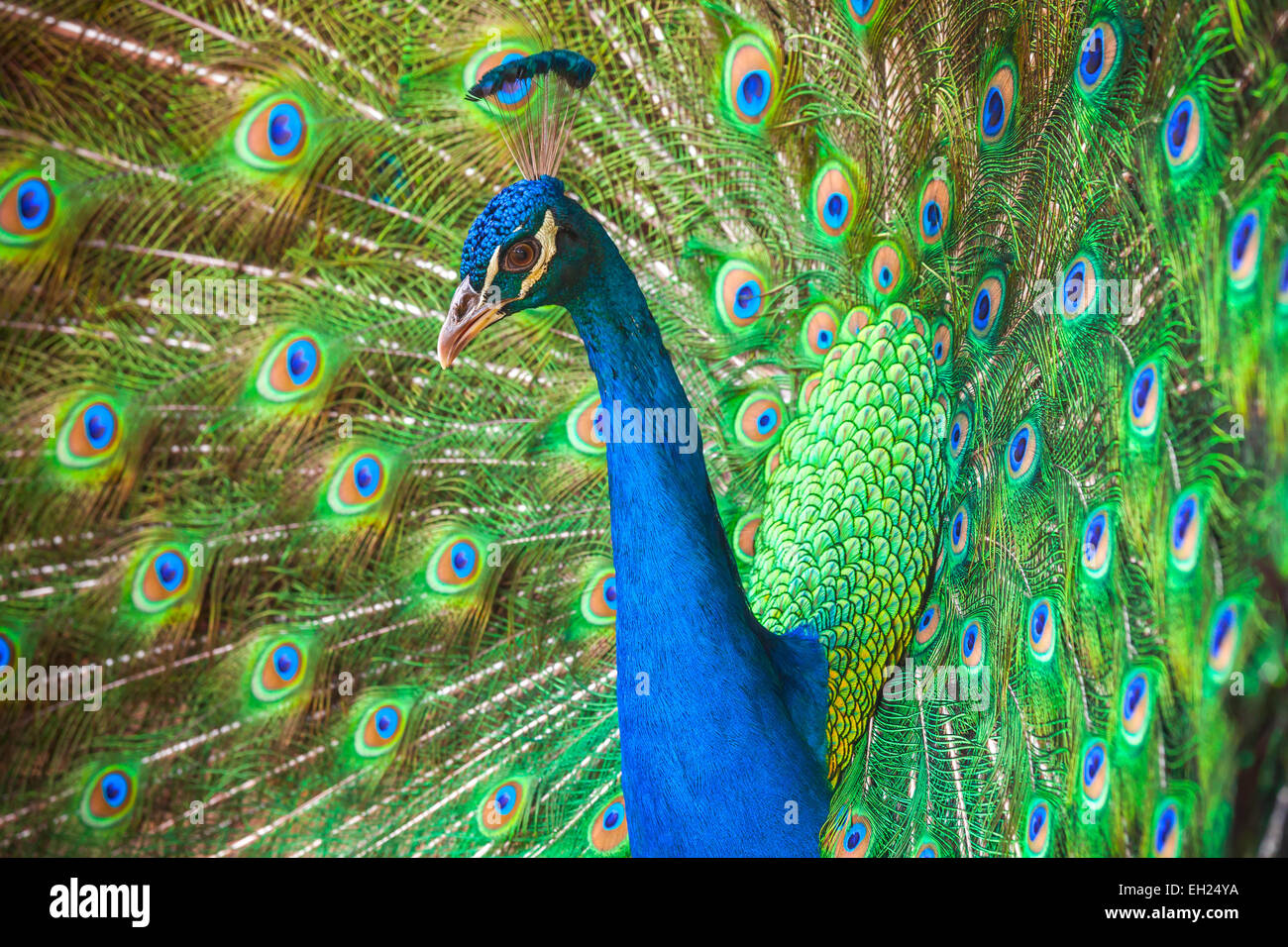 Close up foto di wild Peacock con piume fuori Foto Stock