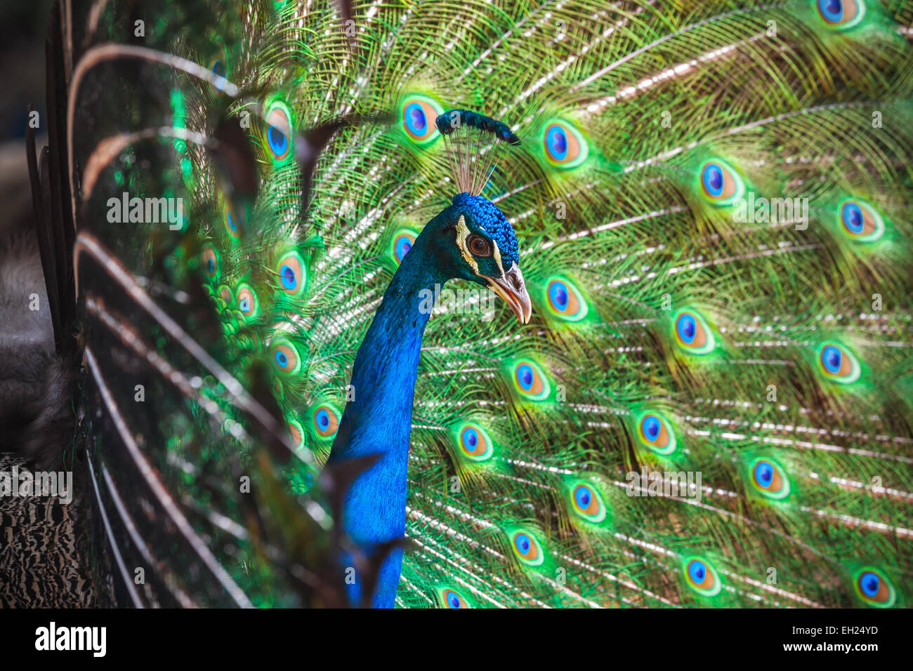 Primo piano della wild Peacock con piume fuori Foto Stock
