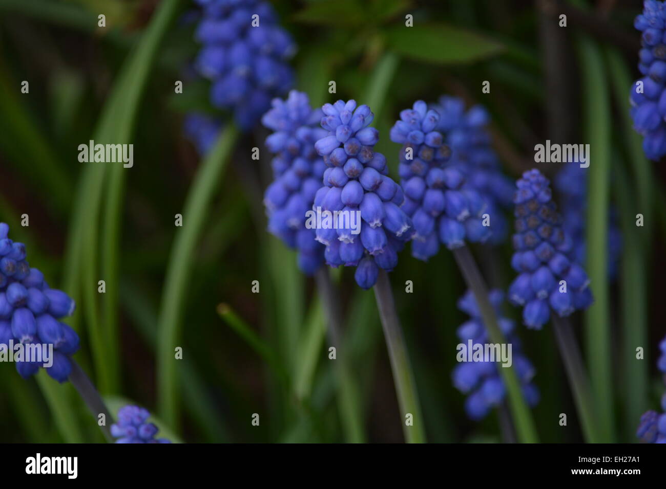 Immagine macro di un colore blu fiore di giacinto circondato da erba verde Foto Stock